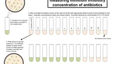 Broth Dilution Method For Mic Determination Learn Microbiology Online