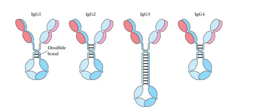 General Structure of Four Subclasses of IgG Antibody (Source: Kuby Immunology)
