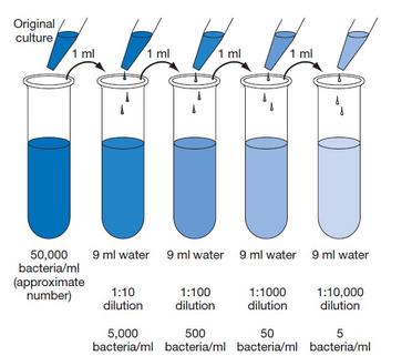 Serial dilution