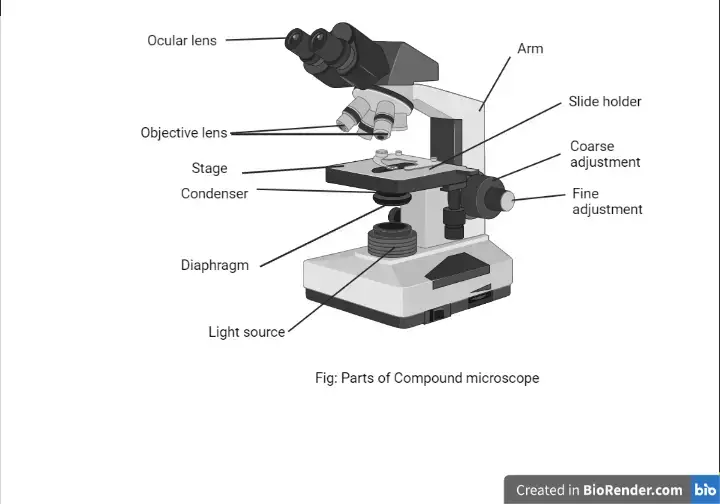 Labelled diagram of parts of microscope