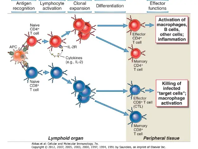 Effector mechanism of cell mediated immunity