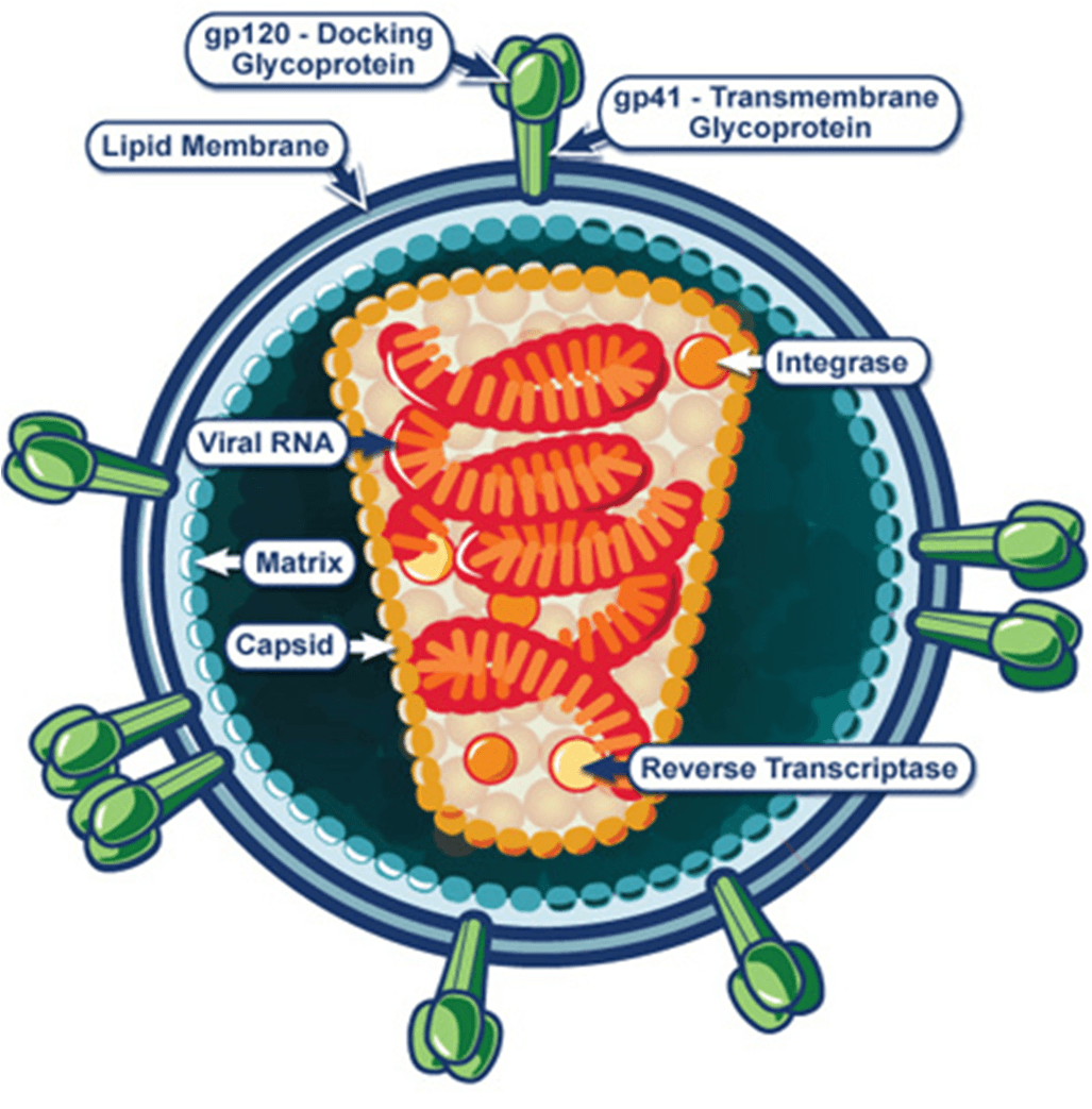 Structure of Human Immunodeficiency Virus (HIV) • Microbe Online