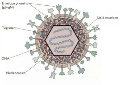 Herpes Simplex Virus (HSV): Structure, Clinical Feature, Lab Diagnosis