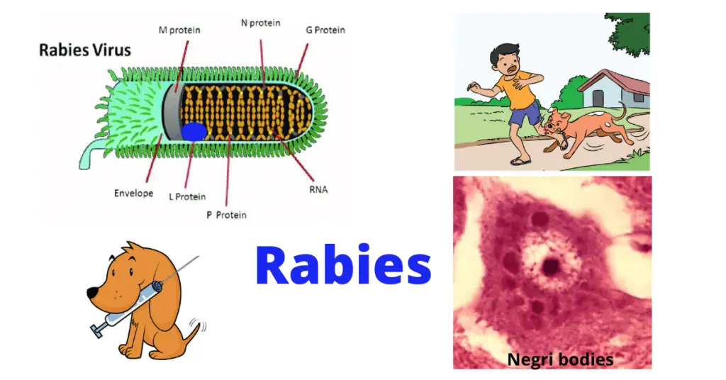 Rabies virus structure and pathogenesis