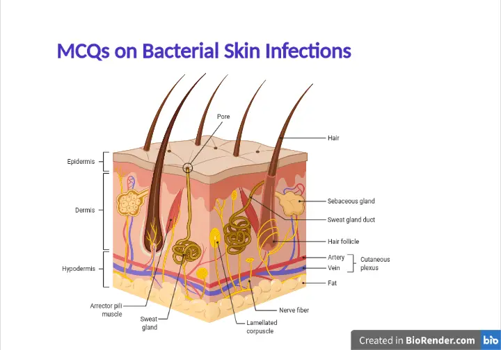 MCQs Bacteriology: Bacterial Skin Infections