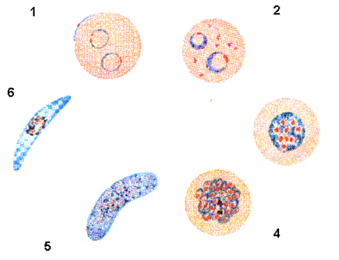 Life Cycle of P. falciparum vs. P. vivax