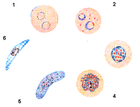 Плазмодий ядро. Трофозоит малярийного плазмодия. Малярийный плазмодий в эритроцитах. Plasmodium falciparum шизонты. Малярийный плазмодий в эритроцитах рисунок.