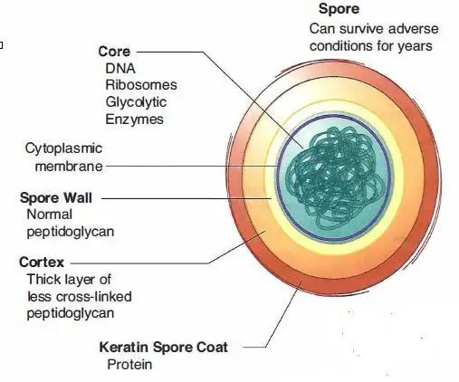 Bacterial Spores: Structure, Importance and examples of ... diagram of spores 