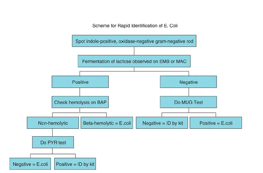  Scheme for Rapid Identification of E. coli.