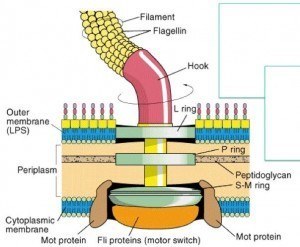 Structure of the prokaryotic flagellum