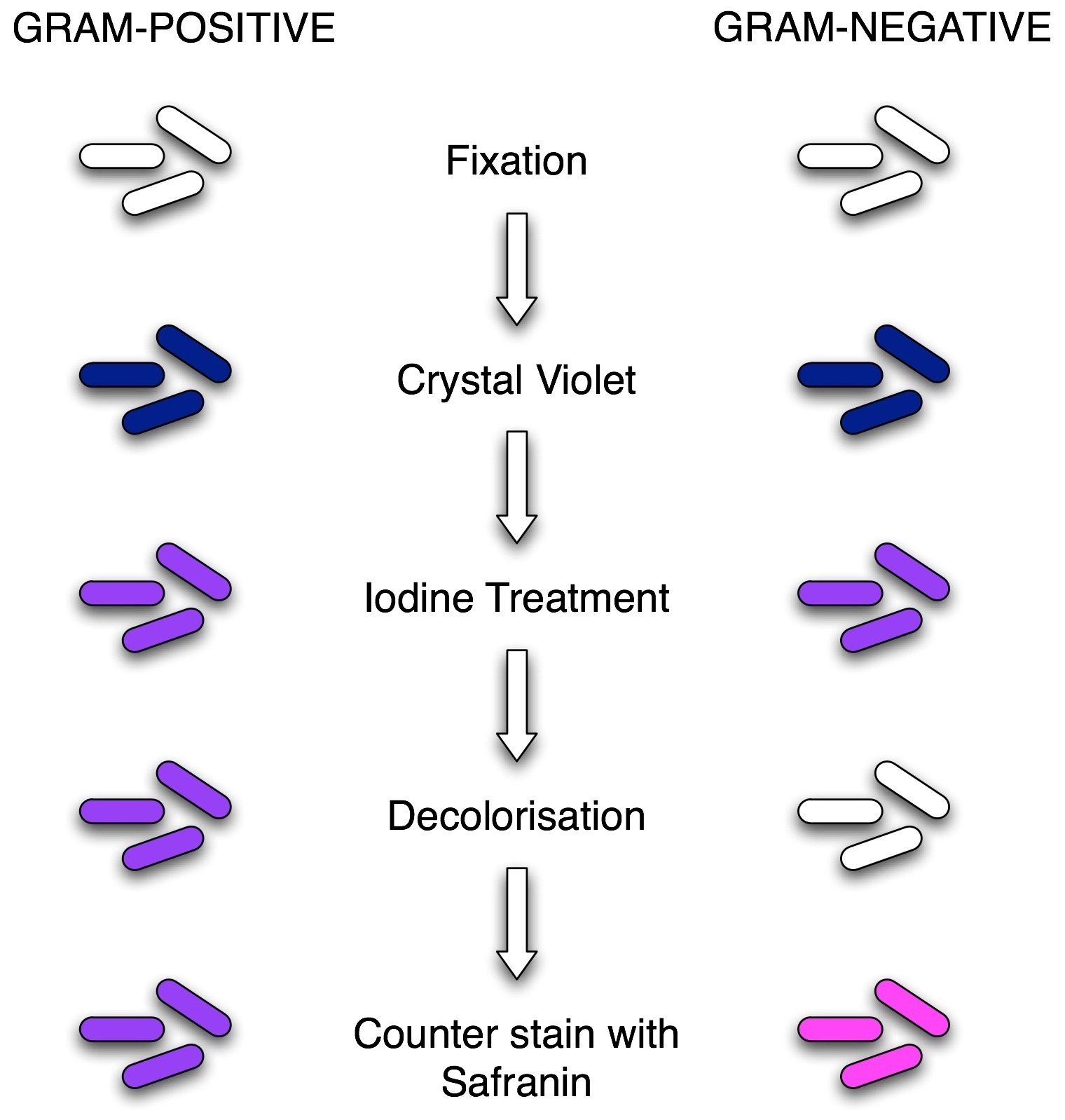 Gram Stain Chart