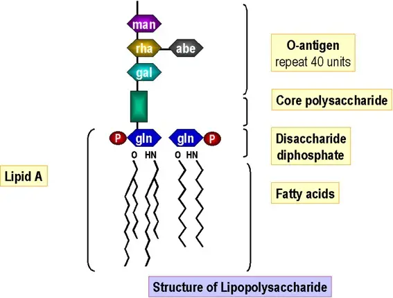Lipopolysaccharide (LPS) Layer