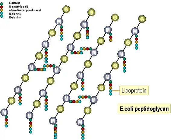 Peptidoglycan of E. coli
