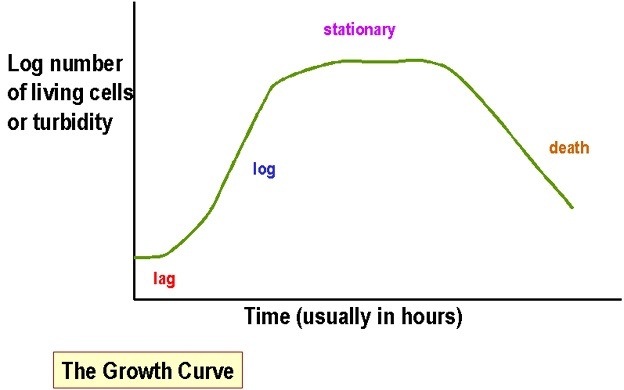 Bacterial Growth Curve: Phases, Significance • Microbe Online