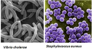 Fig: Characteristic shape of S. aureus and V. cholerae