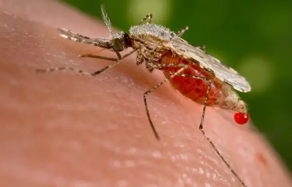 Wolbachia Bacteria may make mosquitoes resistant to malaria parasite