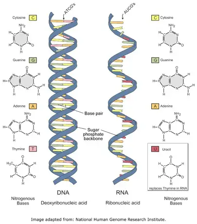Why Viral Nucleic acid (Genome) is unique?