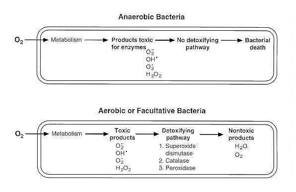 Oxygen Requirements for Pathogenic Bacteria • Microbe Online