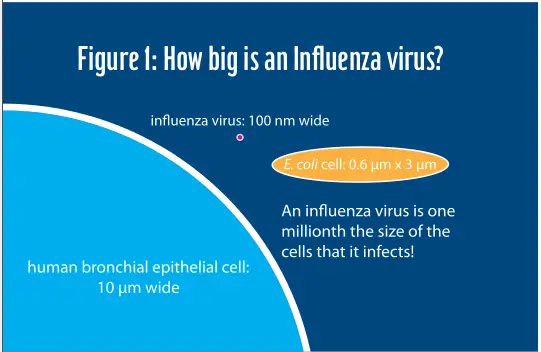 What is influenza, anyway, and why is it such a big deal?