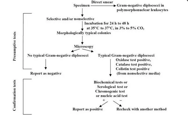 Algorithm for culture and identification of Neisseria gonorrhoeae