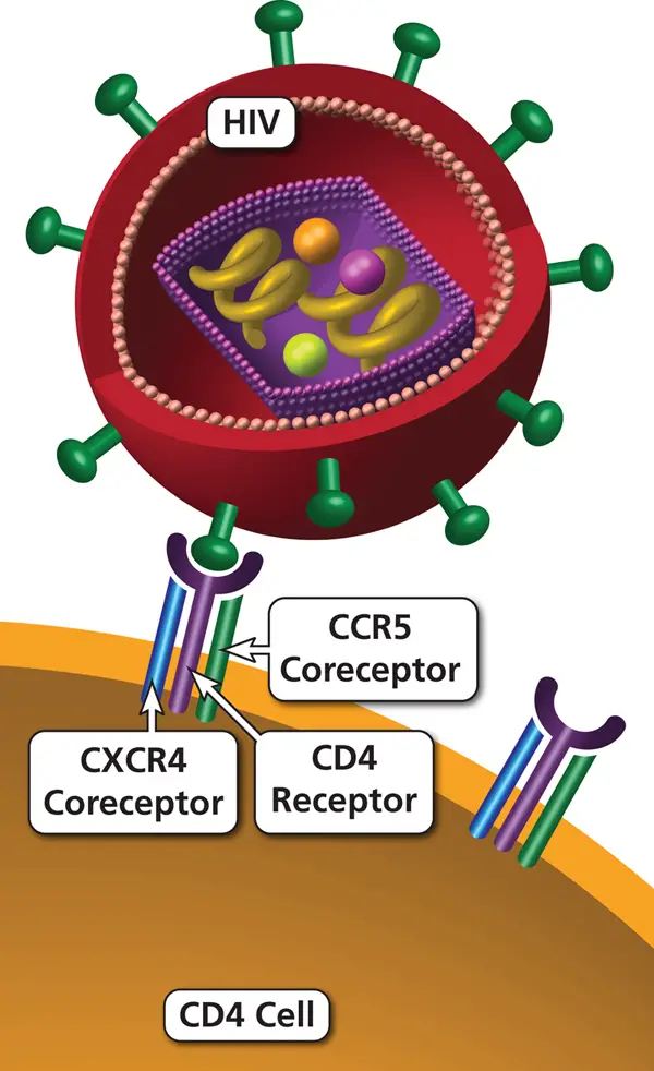 HIV and its receptors