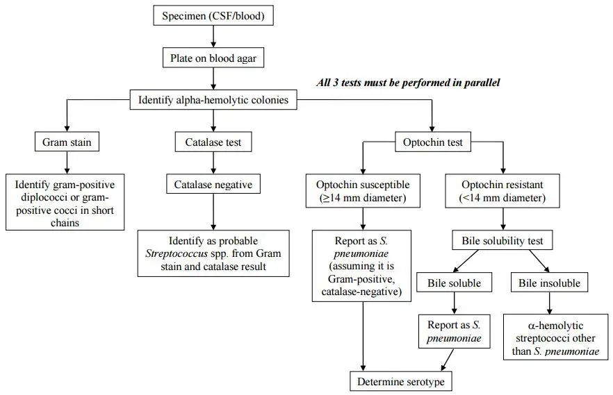 Flow chart for identification and characterization of a S. pneumoniae isolate