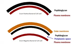 Difference between Gram positive and Gram Negative bacterial cell wall