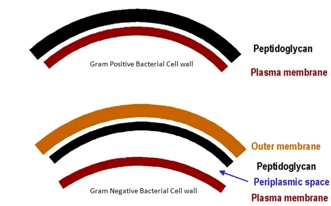 gram positive vs gram negative better