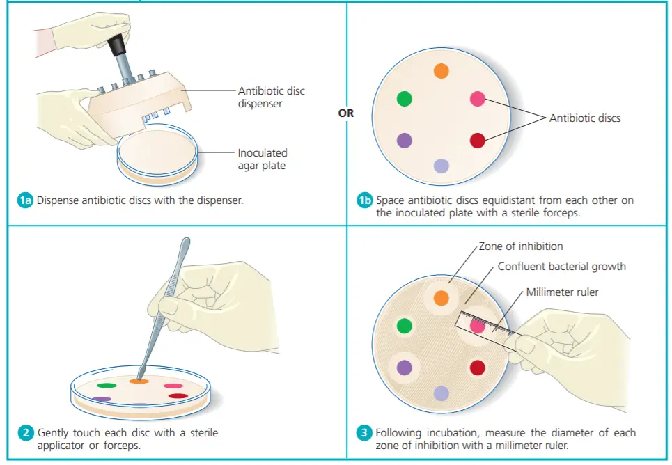 Modified Kirby-Bauer Disc Diffusion Method • Microbe Online