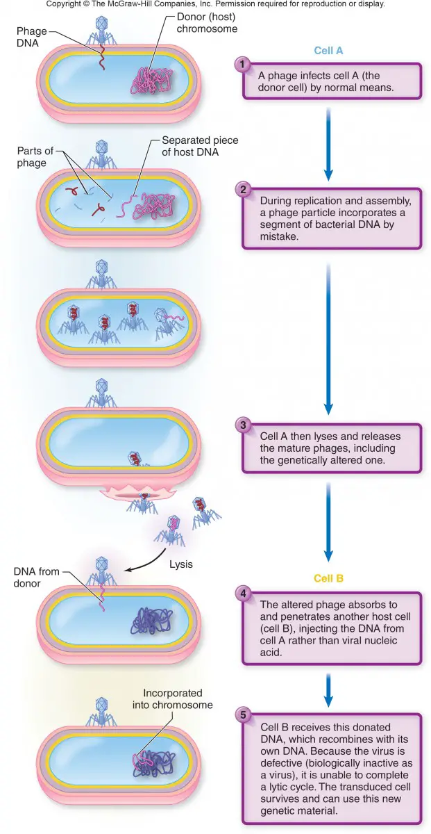Generalized transduction: Mechanism • Microbe Online