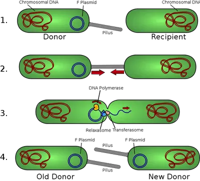 Mechanism of Conjugation in Bacteria: The transfer of F Plasmid