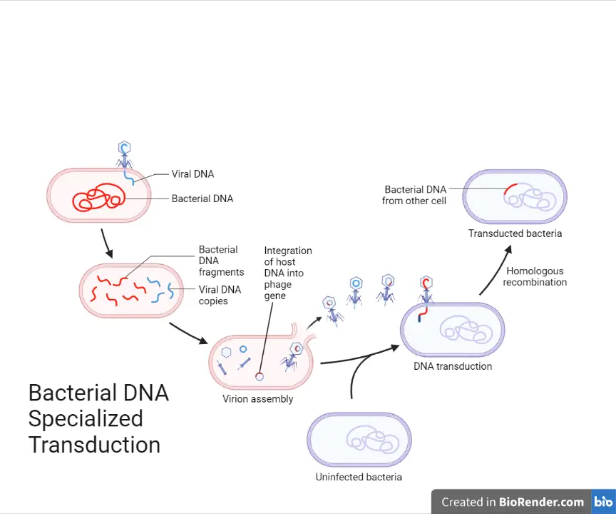 Specialized transduction