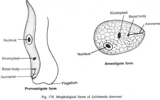 Morphological form of leishmania