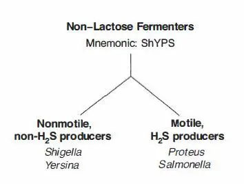 Mnemonic Lactose Fermenter and NLF