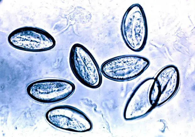 Ascaris inkubációs periódus gombóc paraziták