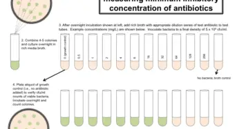 determining the minimum inhibitory concentration biology essay Determination of the minimum inhibitory concentration (mic) albumin (test without bio-burden), and transferred in 9 ml of the test solution. determining the minimum inhibitory concentration biology essay Determination of the minimum inhibitory concentration (mic) albumin (test without bio-burden), and transferred in 9 ml of the test solution.