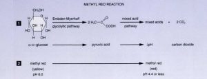 Fig: Methyl Red (MR) Test Reaction
