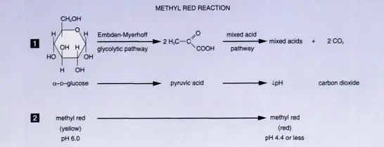 Fig: Methyl Red (MR) Test Reaction 
