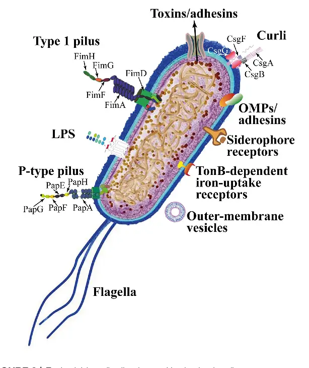 Virulence Factors of Uropathogenic E. coli