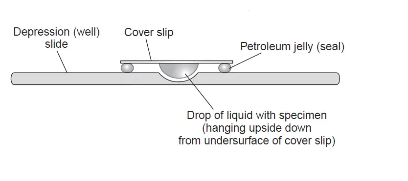 Hanging Drop Method for Bacterial Motility