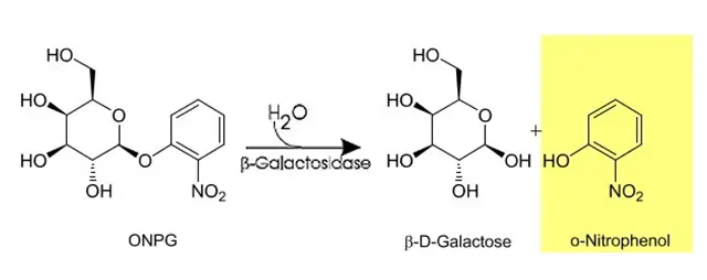 ONPG: β-galactosidase Test