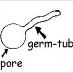 Germ Tube