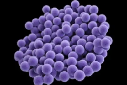 Staphylococcus vs. Micrococcus