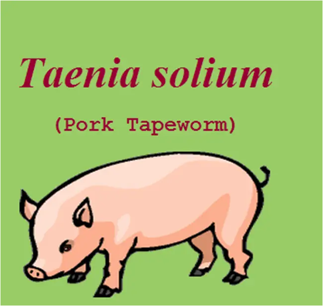 Taenia solium vs. Taenia saginata 