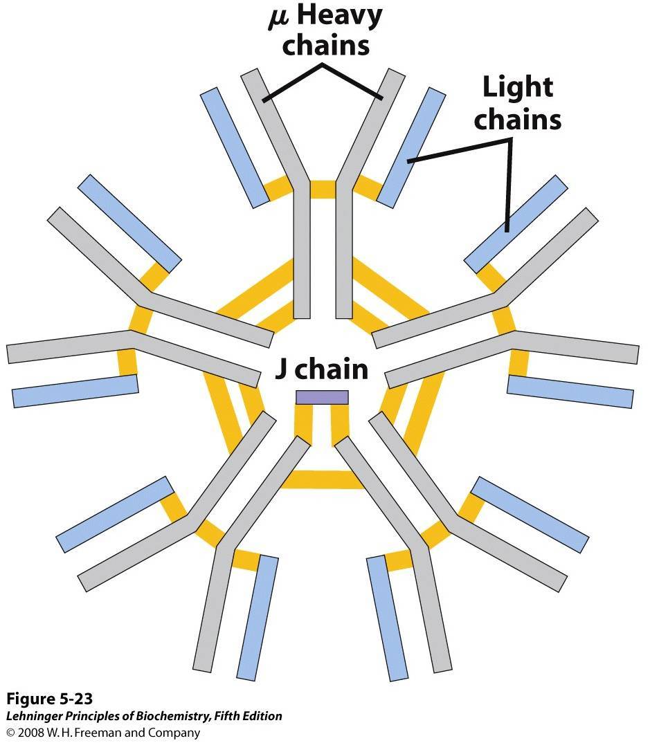 IgM Antibodies: Structure, Properties, and Functions • Microbe Online