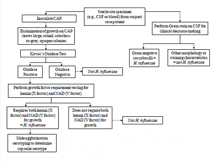 Flow chart for identification and characterization of a H