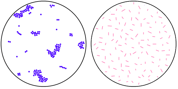 Simple Staining: Principle, Procedure and Results