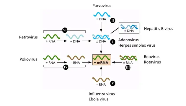 [SVT] La cellule, unité du vivant (part 1) Baltimore-System-of-Classification-of-Viruses