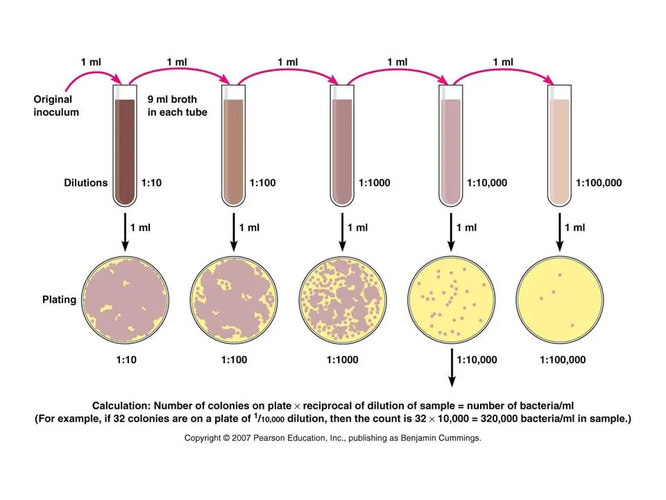 Pour Plate Method: Procedure, Uses, (Dis) Advantages • Microbe Online