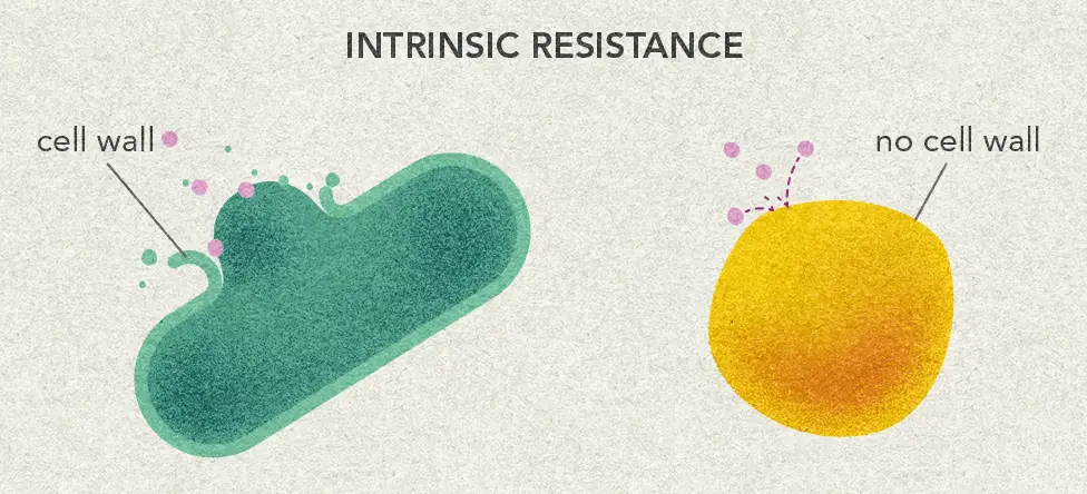 Bacteria Associated with Intrinsic Antibiotic Resistance